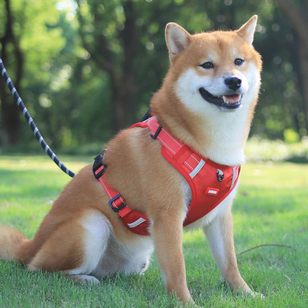 A Breathable Harness for Happy Runs and Relaxed Walks