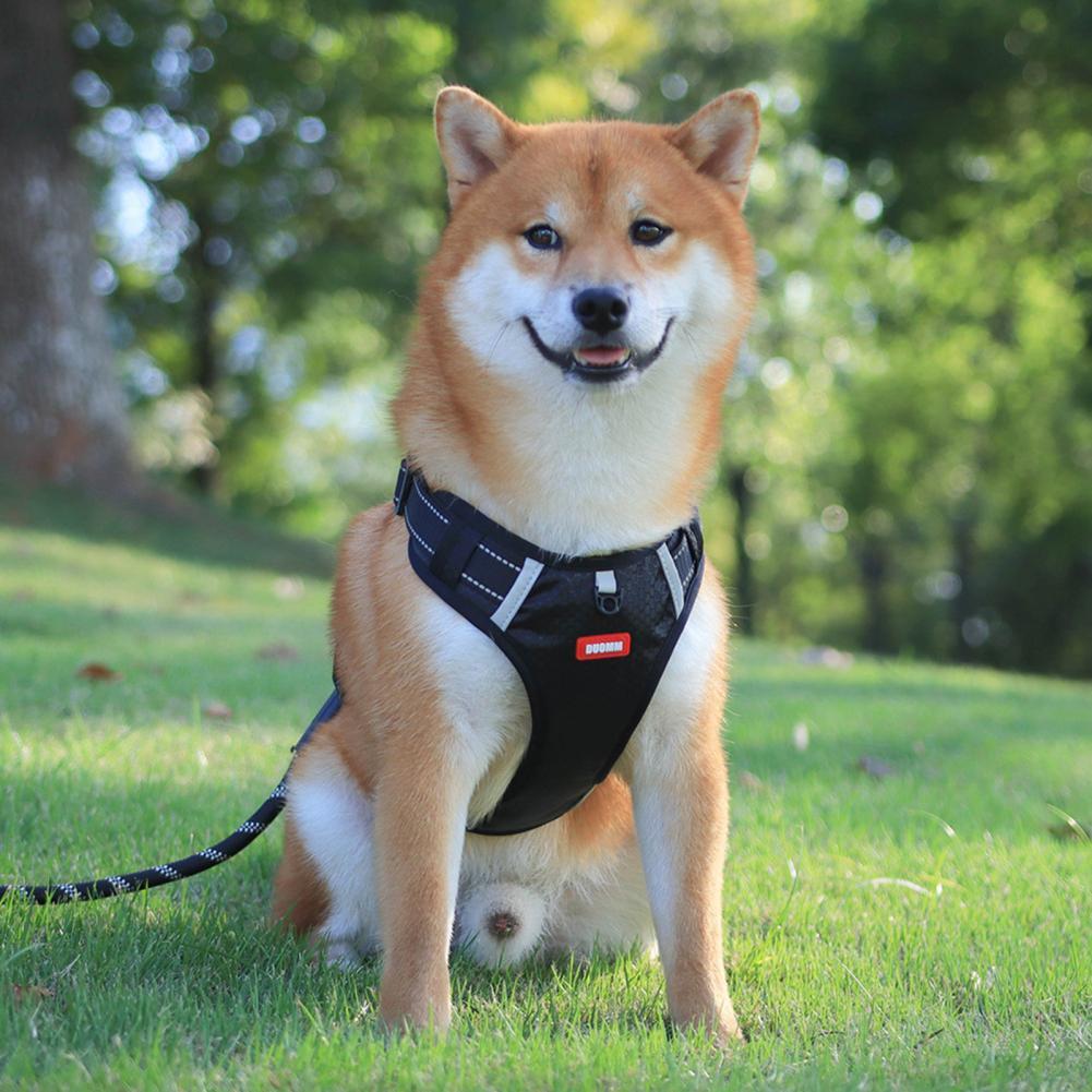 A Breathable Harness for Happy Runs and Relaxed Walks